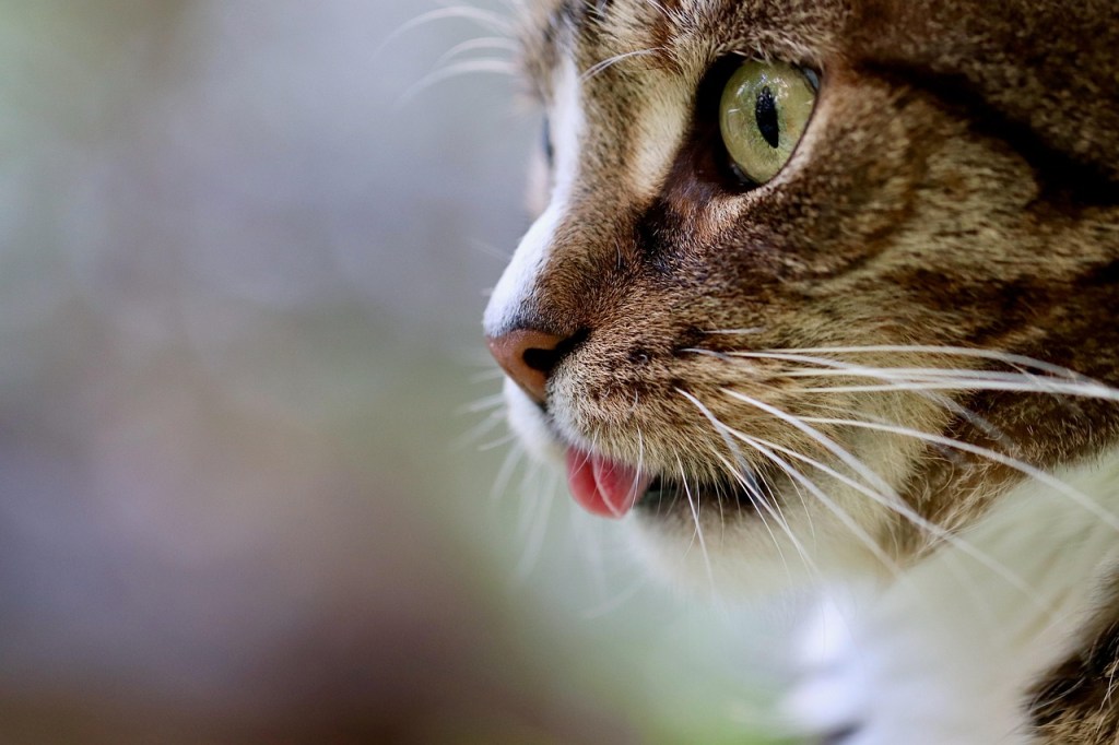 a brown-and-white cat sticks its tongue out at the viewer