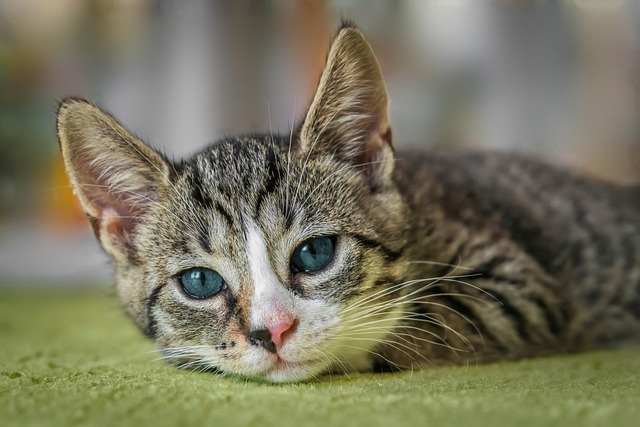 a grey tabby cat with blue eyes stares at the viewer